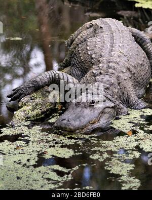 Vista ravvicinata del profilo a coccodrillo che mostra testa, denti, naso, occhio, coda, zampa, nell'ambiente circostante e nell'ambiente circostante Foto Stock