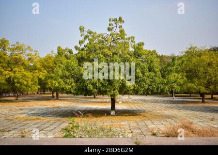 Neem albero/neem pianta sfondo paesaggio Fotografia d'archivio immagine Foto Stock