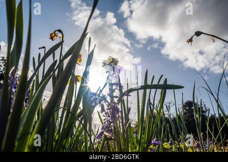 Bluebells crescente in un giardino di campagna. Foto Stock