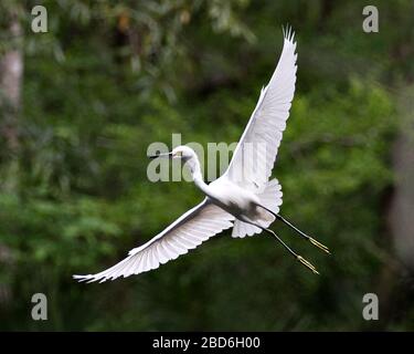 Little Egret uccello primo piano vista profilo volare con uno sfondo sfocato che mostra le sue ali bianche sparse nel suo ambiente e dintorni. Foto Stock