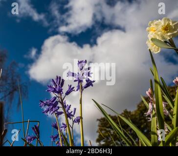Bluebells crescente in un giardino di campagna. Foto Stock