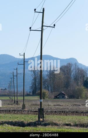 Vecchi pali elettrici trifase in legno che trasferiscono l'elettricità sul campo agricolo coltivato. Elettricità, distribuzione di energia elettrica e agricul Foto Stock