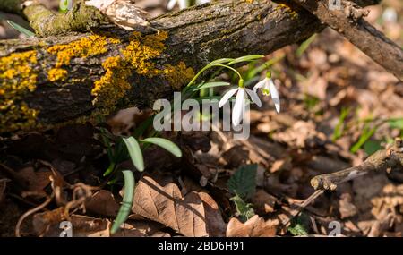 Primo piano di snowdrop nella foresta Foto Stock