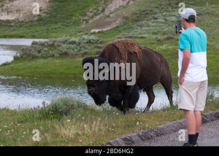 YELLOWSTONE NATIONAL PARK, USA - Luglio 12 2014: Un uomo scatta un'immagine ravvicinata di un bisonte a piedi nel Parco Nazionale di Yellowstone, Wyoming ON Foto Stock