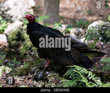 Vulture uccello tacchino primo piano immagine profilo, arroccato su una roccia crogiolante alla luce del sole che espone la sua testa rossa, becco, occhio, piedi, ali e piumaggio nero con Foto Stock