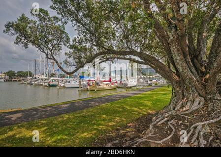 Titoki (quercia neozelandese) al sentiero di Hatea Loop, barche al porto turistico di Town Basin sul fiume Hatea a Whangarei, regione del Northland, Isola del Nord, Nuova Zelanda Foto Stock