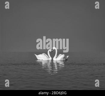 due cigni bianchi sul lago blu, spazio vuoto per il testo, concetto di amore, romanticismo o san valentino, foto in bianco e nero Foto Stock