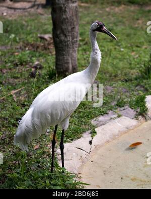 Gru con vista ravvicinata del profilo degli uccelli in piedi dall'acqua con sfondo fogliame nei dintorni e nell'ambiente circostante. Foto Stock