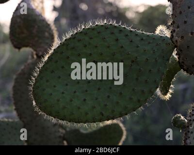 Giganti di cactus di pera di prickly Opuntia echios gigantea Foto Stock