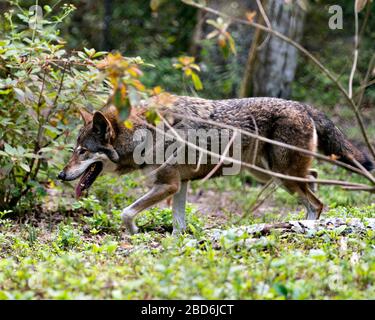 Il profilo di Red Wolf in primo piano si trova nella foresta, mostrando pelliccia bruna, testa, orecchie, occhi, naso, con uno sfondo bokeh nel suo ambiente e su Foto Stock