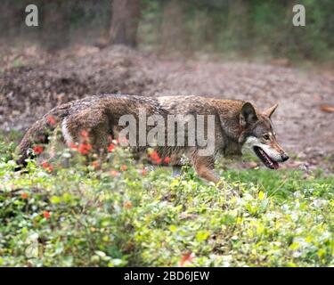 Il profilo di Red Wolf in primo piano si trova nella foresta, mostrando pelliccia bruna, testa, orecchie, occhi, naso, con uno sfondo bokeh nel suo ambiente e su Foto Stock