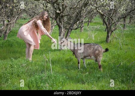 Bella donna bionda in abito rosa alimenta la capra Foto Stock