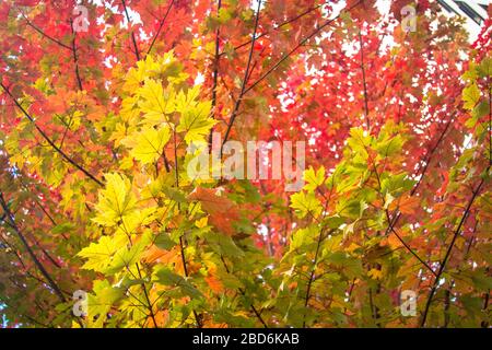 Autunno foglie cambiare colori su due alberi Foto Stock