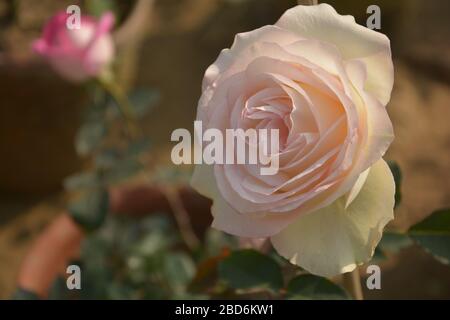 Primo piano di un bellissimo bianco con tonalità rossa Rose BUD, rosa fioritura in un giardino del Bengala Occidentale, India, messa a fuoco selettiva Foto Stock