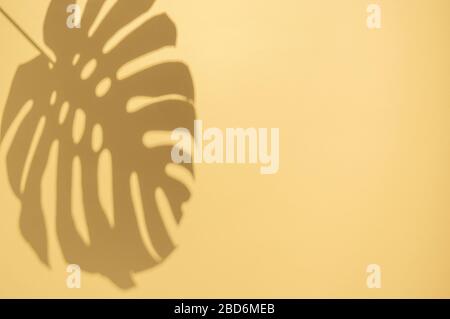 Monstera lascia l'ombra su uno sfondo giallo brillante. Concetto estivo minimale con ombre tropicali. Sfondo astratto creativo con spazio di copia per il testo Foto Stock