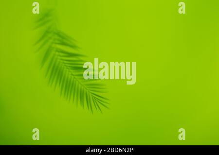 Ombra delle foglie di palma su uno sfondo verde brillante. Concetto estivo minimale con ombre tropicali. Sfondo astratto creativo con spazio di copia per il testo. Foto Stock