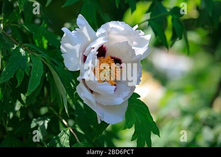 Peonia bianca dell'albero di Moutan (Paeonia suffruticosa) sullo sfondo verde delle foglie. Primavera nel giardino della città con fiore di Paeonia Foto Stock