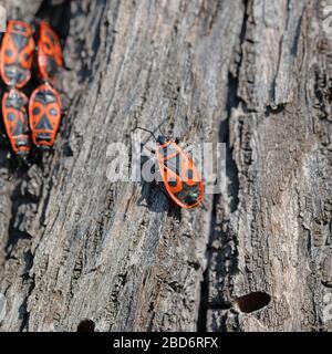 Fuoco comune Bug,Pyrrhocoris apterus,Lime di corteccia di albero Foto Stock