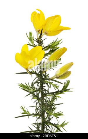 Gola, Ulex, con fiori gialli freschi e nuovo fogliame verde isolato contro il bianco Foto Stock