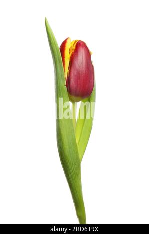 Singolo profondo rosso e giallo tulipano fiore isolato contro il bianco Foto Stock