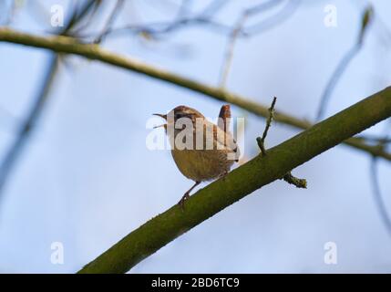 Wren eurasiano, un uccello molto piccolo, seduto su un ramo Foto Stock
