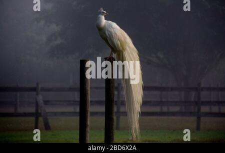 Pavone bianco sul montante Foto Stock