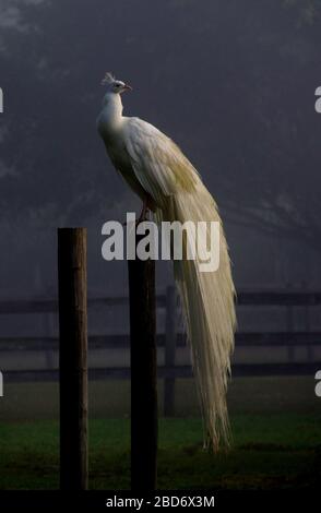 Pavone bianco sul montante Foto Stock