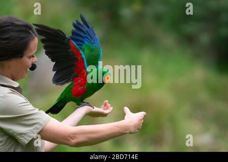 Healesville Australia - Marzo 12 2020; bella pappagallo Eclectus dai colori vivaci sul braccio del custode al Santuario di Healesville. Foto Stock