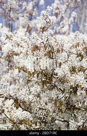 Amelanchier lamarckii fiorisce in primavera. Foto Stock