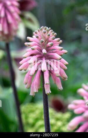 Veltheimia bracteata fiori che crescono in un ambiente protetto. Foto Stock