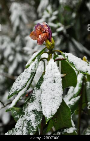 Rododendron comune,' (rododendron ponticum) fioritura tardiva è coperto da una prima nevicata in un legno sul Wiltshire Somerset border.UK Foto Stock