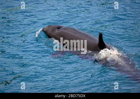 Balena killer closeup (Orcinus orca) nuoto in acqua blu visto dall'alto Foto Stock