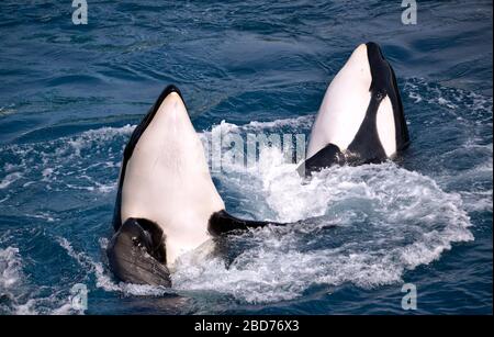 Due balene killer (Orcinus orca) in acqua con idromassaggio Foto Stock