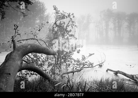 Lago paludato nel Parco Nazionale di Jasmund con nebbia, natura incontaminata, tronco d'albero che si affaccia sull'acqua, isola di Ruegen, Mecklenburg-Western Foto Stock