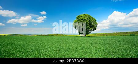 Grande castagno solitario (Asculus) su campo verde, cielo blu con nuvole di cumuli, Burgenlandkreis, Sassonia-Anhalt, Germania Foto Stock