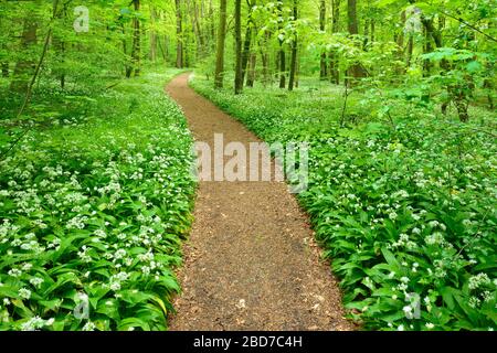 Sentiero escursionistico attraverso la foresta naturale in primavera, fioritura aglio selvatico copre il terreno, Hainich National Park, Turingia, Germania Foto Stock