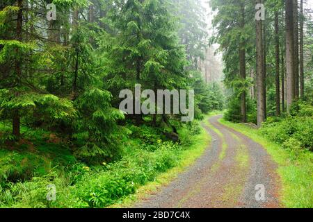 Percorso forestale attraverso la foresta di abeti, vicino a Braunlage, Harz National Park, bassa Sassonia, Germania Foto Stock