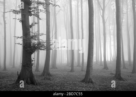 Faggeta in fitta nebbia, bianco e nero, patrimonio dell'umanità dell'UNESCO Old Faggio foreste, Jasmund National Park, Ruegen Island, Mecklenburg-Western Foto Stock