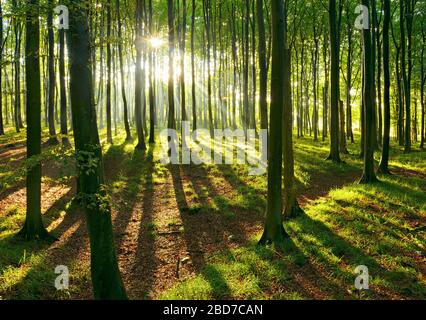 Soleggiata foresta naturale di faggio, il sole splende attraverso la foschia dopo le docce a pioggia, Stubnitz, Jasmund National Park, patrimonio dell'umanità dell'UNESCO Old Beech foreste Foto Stock