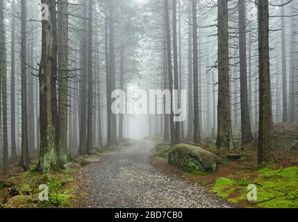 Percorso attraverso la foresta di abeti, Parco Nazionale di Harz, vicino Schierke, Sassonia-Anhalt, Germania Foto Stock