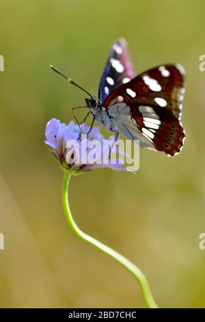 Bianco del sud Admiral butterfly (Limenitis reducta) alimentazione sul fiore knautia Foto Stock