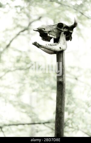 Cranio bovino sul posto, sceleton, sito culto ricostruito, palude sacrificale Vogtei, Niederdorla, Turingia, Germania Foto Stock