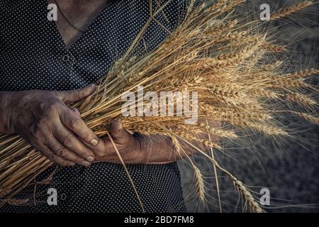 Closeup immagine ritagliata foto di vecchia donna stropicciate mani che tengono mostrando, dando grano chiodi orecchie isolato rustico esterno parete di fondo grigia. Harve Foto Stock