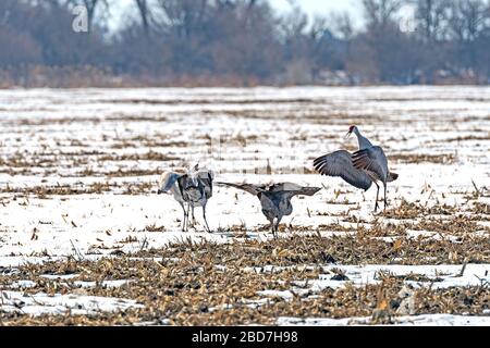 Sandhill Cranes visualizzati nella neve di fine inverno vicino a Kearney, Nebraska Foto Stock