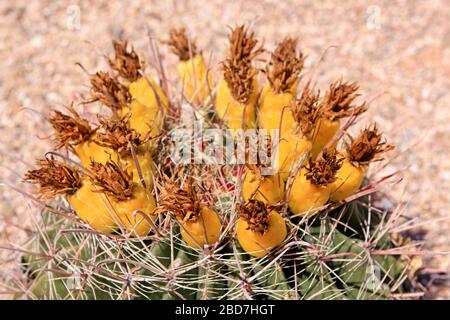 Il cactus del fishhook del barile -Ferocactus Wislizenii, anche denominato il cactus del barile dell'Arizona o cactus del barile del SW con i frutti a forma di ananas, spesso misto Foto Stock