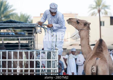 Uomini e ragazzi di Omani apprendisti e si contrattano per il bestiame al mercato del bestiame del venerdì nell'antico suk di Nizwa in Oman Foto Stock