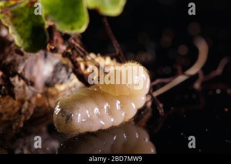 Una larva della formica di toro australiana Myrmecia pyriformis che cerca di costruire un bozzolo mentre si riflette nello specchio. Foto Stock