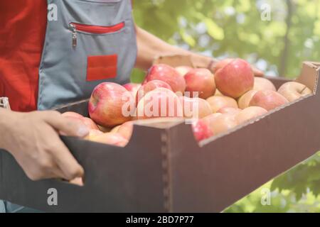 Coltivatore con mele appena raccolte in scatola di cartone. Agricoltura e concetto di giardinaggio. Foto Stock