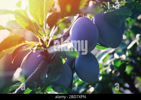 Primo piano delle prugne sul ramo. Prugne mature su un ramo di albero nel giardino. Foto Stock