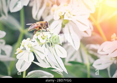 Piccola ape seduta su un fiore bianco Foto Stock